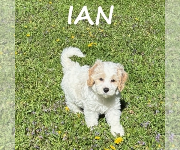 Medium Photo #2 Cockapoo (Miniature) Puppy For Sale in HARTLAND, MN, USA