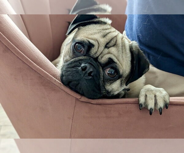 Medium Photo #3 Pug Puppy For Sale in Omaha, NE, USA
