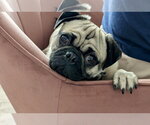 Small #2 Pug