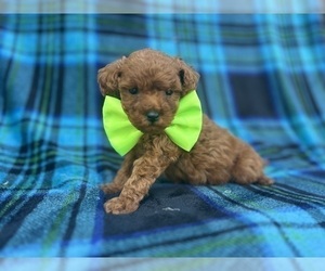 Cavapoo Puppy for sale in LAKELAND, FL, USA