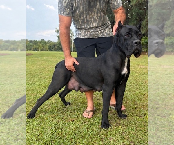 Medium Photo #2 Cane Corso Puppy For Sale in BLADENBORO, NC, USA