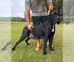 Litter of 9 - Male(s) and Female(s) Cane CorsoLitter of Puppies for Sale - Photo #2