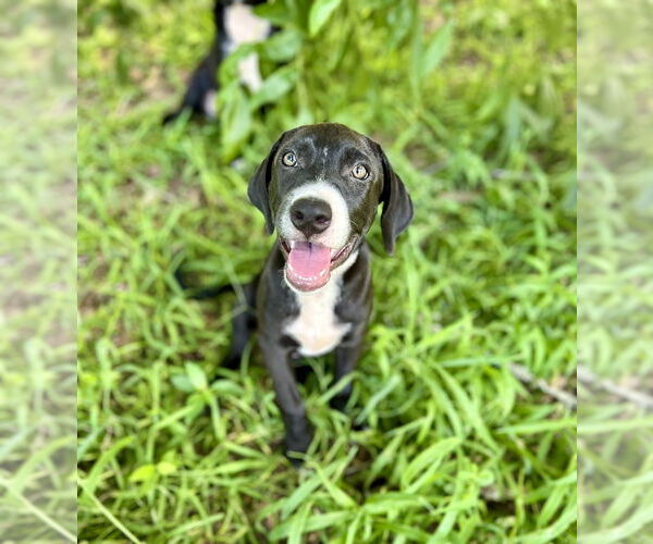 Medium Photo #6 American Pit Bull Terrier-Labrador Retriever Mix Puppy For Sale in FRAMINGHAM, MA, USA