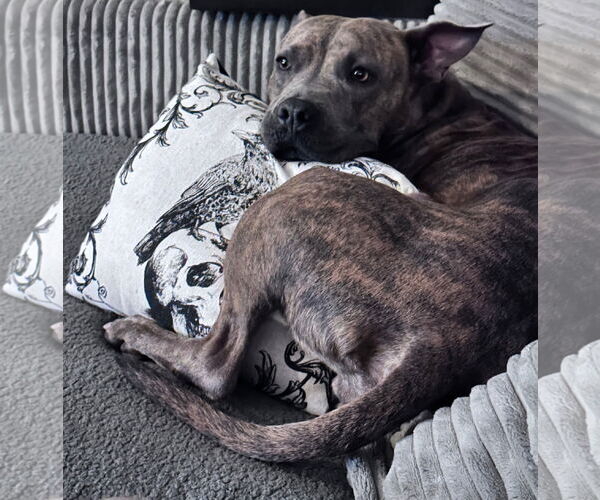 Medium Photo #9 American Pit Bull Terrier-Unknown Mix Puppy For Sale in Fort Collins, CO, USA