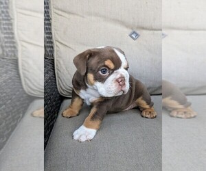 Bulldog Litter for sale in RIVERSIDE, CA, USA
