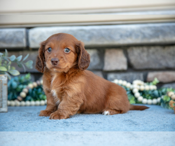 Medium Photo #1 Dachshund Puppy For Sale in SUGARCREEK, OH, USA