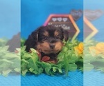 Small #21 Yorkshire Terrier