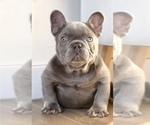 Small French Bulldog