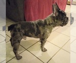 Small Photo #1 French Bulldog Puppy For Sale in CARTHAGE, TX, USA