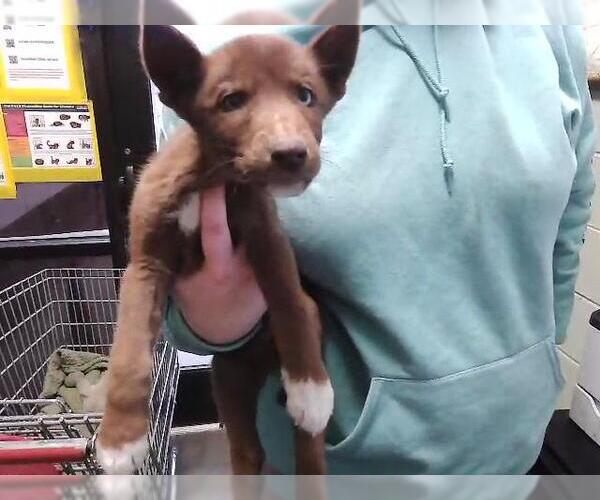 Medium Photo #1 Siberian Husky-Unknown Mix Puppy For Sale in Tulsa, OK, USA