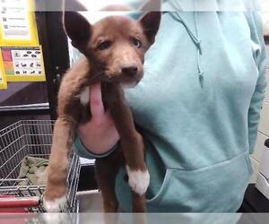 Siberian Husky-Unknown Mix Dogs for adoption in Tulsa, OK, USA