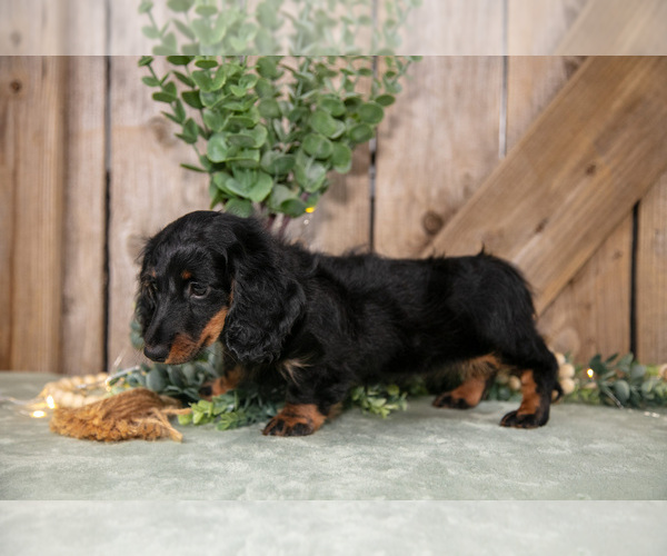 Medium Photo #2 Dachshund Puppy For Sale in GREENWICH, OH, USA