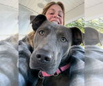 Small #6 American Pit Bull Terrier-Weimaraner Mix