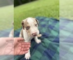 Small #8 Catahoula Leopard Dog