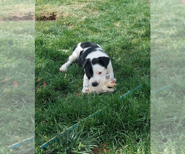 Medium Photo #10 Bulldog-Unknown Mix Puppy For Sale in Lakewood, CO, USA