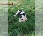 Small #9 Bulldog Mix