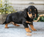 Small Photo #3 Dachshund Puppy For Sale in NAPPANEE, IN, USA