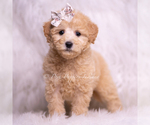 Small Photo #59 Goldendoodle (Miniature) Puppy For Sale in WARSAW, IN, USA