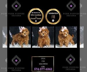 Maltipoo Puppy for sale in WARSAW, IN, USA