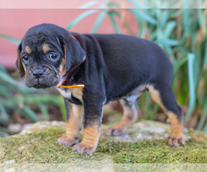 Jug-Treeing Walker Coonhound Mix Puppy for sale in LIBERTY, KY, USA