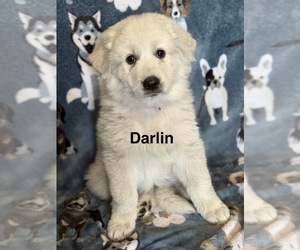 Great Pyrenees Puppy for Sale in ORMOND BEACH, Florida USA