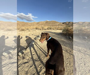 Dragon - Male Doberman Pinscher Dog for Adoption - Photo #3