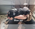 Puppy 2 Border-Aussie