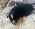 Small Photo #12 Miniature Australian Shepherd Puppy For Sale in TONASKET, WA, USA