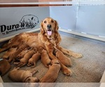 Small Photo #1 Golden Retriever Puppy For Sale in RINDGE, NH, USA