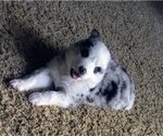 Small Photo #20 Australian Shepherd Puppy For Sale in WILLIAMSBURG, CO, USA