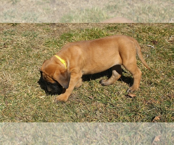 Medium Photo #6 Mastiff Puppy For Sale in CLARKRANGE, TN, USA