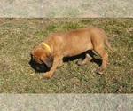 Small Photo #6 Mastiff Puppy For Sale in CLARKRANGE, TN, USA