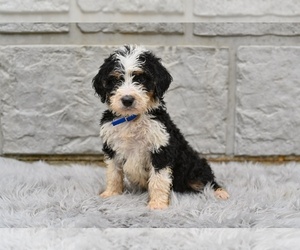 Bernedoodle Puppy for sale in MILLERSBURG, OH, USA