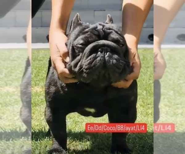 Medium Photo #1 French Bulldog Puppy For Sale in MUNSTER, IN, USA