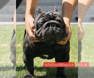 Father of the French Bulldog puppies born on 03/04/2026