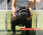 Small Photo #1 French Bulldog Puppy For Sale in MUNSTER, IN, USA