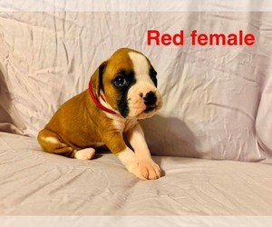 Boxer Puppy for Sale in WALNUT GROVE, Missouri USA