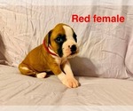 Image preview for Ad Listing. Nickname: Litter of 3