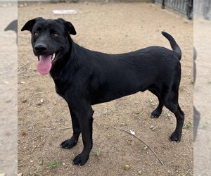Labrador Retriever-Unknown Mix Dogs for adoption in Riverside, CA, USA