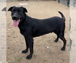 PACO - Male Labrador Retriever-Unknown Mix Dog for Adoption - Small photo