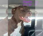Small #9 Chocolate Labrador retriever Mix