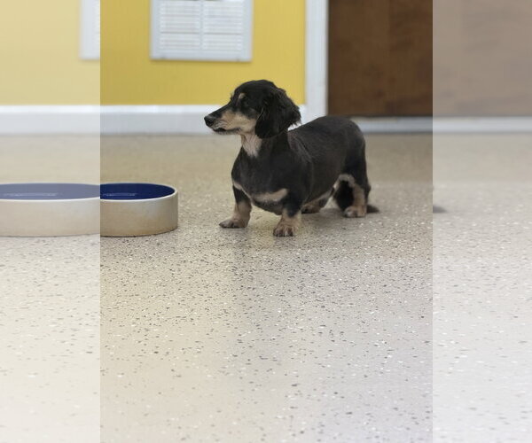 Medium Photo #2 Dachshund Puppy For Sale in York, SC, USA