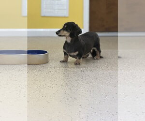 Romeo - Male Dachshund Dog for Adoption - Photo #2