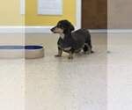 Small Photo #2 Dachshund Puppy For Sale in York, SC, USA