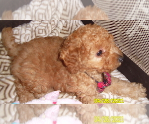 Poodle (Toy) Puppy for sale in DULUTH, GA, USA