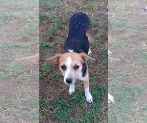 Jack Russell Terrier-Unknown Mix Dogs for adoption in Visalia, CA, USA
