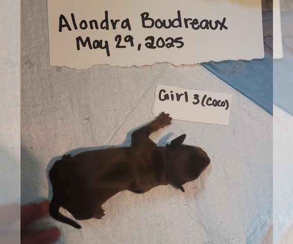 Medium Photo #5 Dachshund Puppy For Sale in PINSON, AL, USA