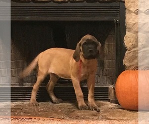 Mastiff Puppy for sale in GLASGOW, KY, USA