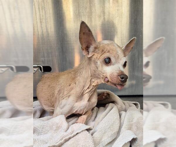 Medium Photo #1 Chihuahua Puppy For Sale in San Antonio, TX, USA