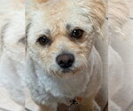 Small #6 Colonial Cocker Spaniel Mix